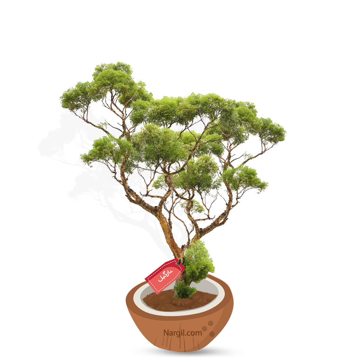  Nargil - Euphrates Poplar